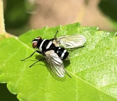 Trigonospila cingulata