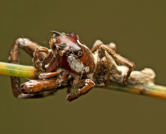 Gibellula