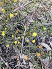 Acacia brownii