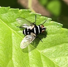 Trigonospila cingulata