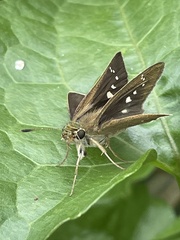 Borbo cinnara