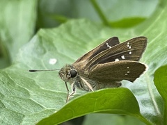 Borbo cinnara