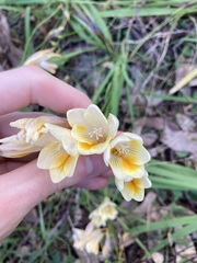 Freesia