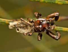 Gibellula