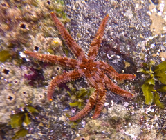 Coscinasterias muricata