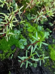 Marchantia polymorpha