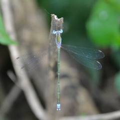 Lestes elatus