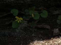 Viola
