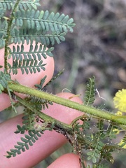 Acacia pubescens