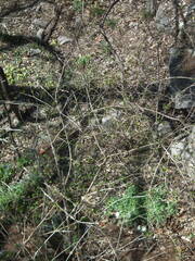 Anemonoides raddeana