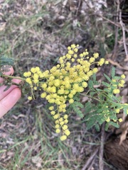Acacia pubescens