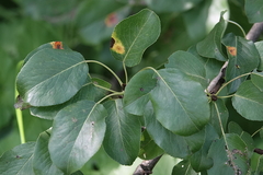 Pyrus communis