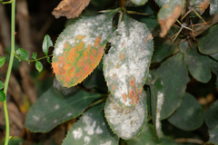 Erysiphe symphoricarpi