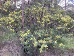 Acacia pubescens