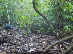 Leucosarcia melanoleuca