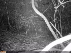 Leucosarcia melanoleuca