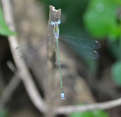 Lestes elatus