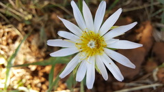 Tragopogon collinus