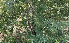 Pyrus communis