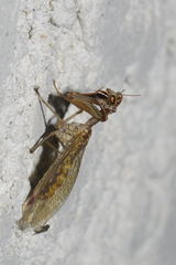 Mantispa styriaca