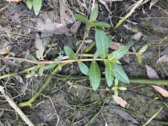 Alternanthera philoxeroides