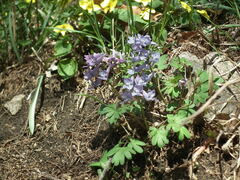 Corydalis