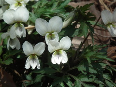 Viola chaerophylloides