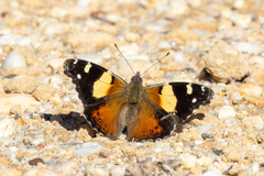 Vanessa itea