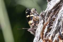 Vanessa itea
