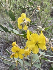 Senna