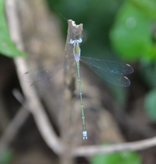 Lestes elatus