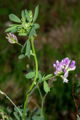 Medicago sativa sativa