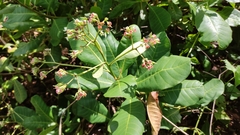 Anacardium