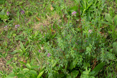 Medicago sativa sativa
