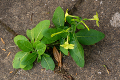 Nicotiana alata