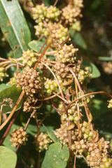 Cuscuta europaea
