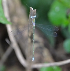 Lestes elatus