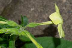 Nicotiana alata
