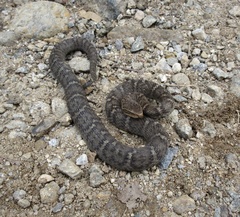 Gloydius ussuriensis