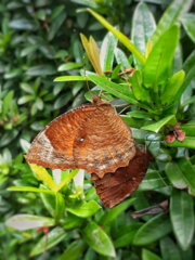 Elymnias hypermnestra