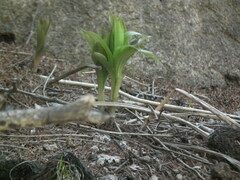 Lilium tsingtauense