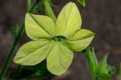 Nicotiana alata