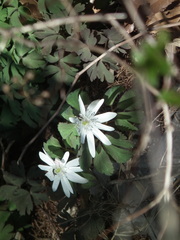 Anemonoides raddeana