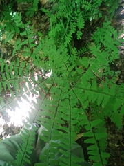 Adiantum viridimontanum