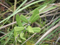 Asimina reticulata