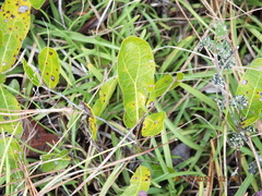 Geobalanus oblongifolius