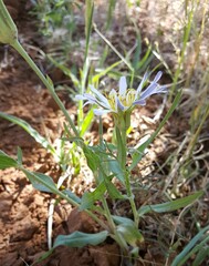 Tragopogon collinus