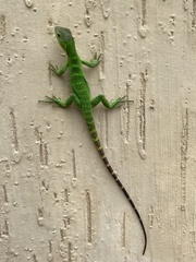 Ctenosaura macrolopha