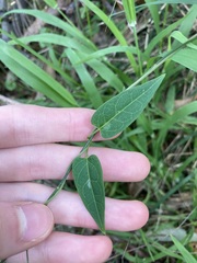 Vincetoxicum woollsii