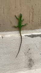 Ctenosaura macrolopha